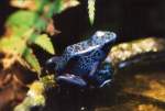 Frosch / Corinna Meinhard