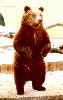 Braunbär / I. Müller