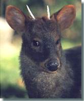 Pudu (c) Zoo Dortmund