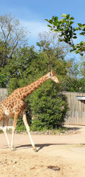 Giraffe (c) C. Janker