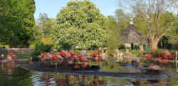 Flamingos (c) C. Janker