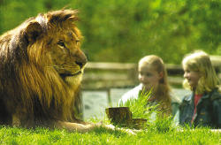 Löwengehege (c) Zoo Eberswalde
