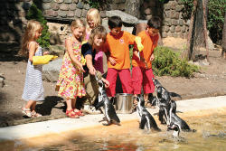 Pinguinfütterung (c) Zoo Eberswalde