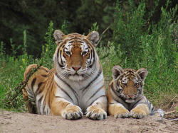 Tiger (c) Zoo Eberswalde