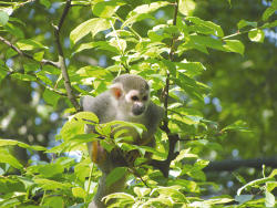 Totenkopf-äffchen (c) Zoo Eberswalde