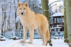 Wolf (c) Zoo Eberswalde