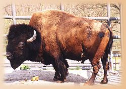 Bison (c) Thüringer Zoopark