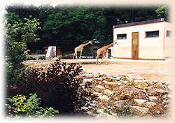 Giraffen (c) Thüringer Zoopark