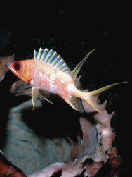 Tropenbecken mehr als 150 farbenprächtige Tropenfische finden Sie in unseren Schauaquarien!