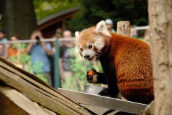 Roter Panda © Zoo Görlitz