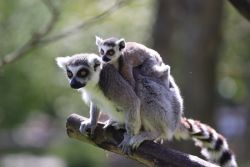 Katta-Lemuren (c) Tierpark Hamm