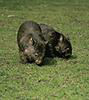 Wombat (c) Erlebniszoo Hannover