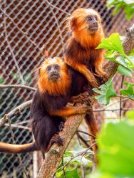 Löwenäffchen 
(c) Jaderpark