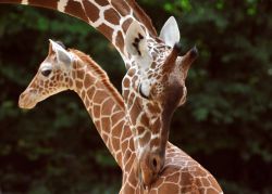 Netzgiraffen 
(c) Zoo Köln