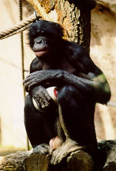 Bonobo (c) Zoo Leipzig