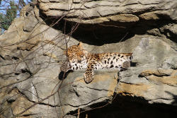 Xembalo beim Sonnenbad im Leoparden-Tal (c) Zoo Leipzig