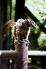 Lemur / M. Groß