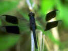 Libelle / A. Schulte