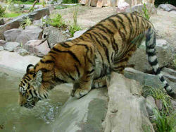 Tiger (c) Zoo Magdeburg