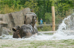 Badespaß im Elefanten-Park (c) Allwetterzoo Münster