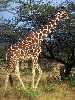 Netzgiraffe / R. Mayer