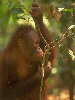 Orang-Utan / C. Hallmann
