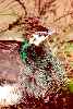 Pfau / S. Feyrer