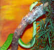 Gewöhnliche Mamba / Ch. Janker