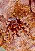Rotknievogelspinne / C. Janker