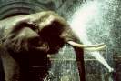 Elefant / F. Thevessen