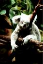 Koala / F. Thevessen