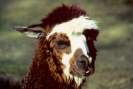 Lama / F. Thevessen