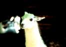 Lama / F. Thevessen