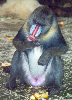 Mandrill / M. Heintz