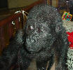 Gorilla / D. Zabinsky