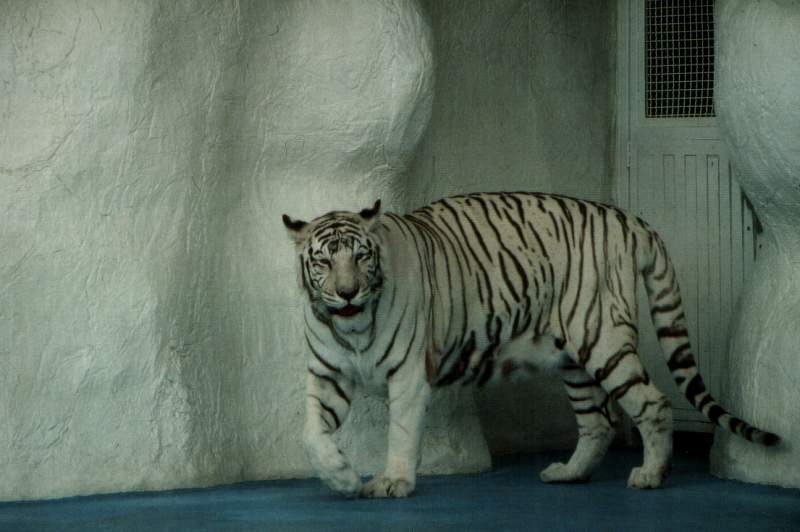 Tiger von F. Thevessen