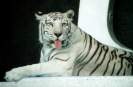 Tiger / F. Thevessen