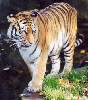 Tiger / M. Heintz