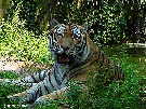 Tiger / H. Koch