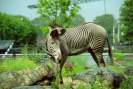 Zebra / F. Thevessen