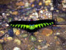 Schmetterling / T. Fischer