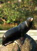 Seelöwe / R. Loß