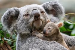 Koala-Nachwuchs (c) Wilhelma