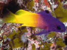 Tropenfisch / F. Wilke