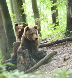 Bären Asuka und Popeye (c)Bärenpark Worbis / N. Kraft
