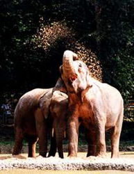 Elefanten (c) Zoo Wuppertal