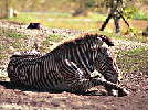 Zebra / A. Sturm