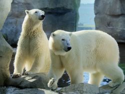 Eisbaeren Anna & Elsa 
(c) Bernd Ohlthaver / Zoo am Meer