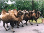 Thüringer Zoopark Erfurt in Erfurt