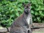 Tierpark Fauna in Solingen